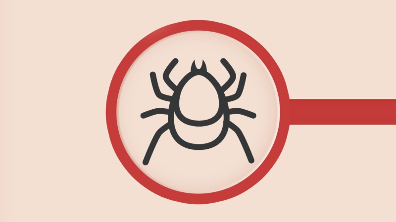 Клещи: как защититься и что делать, если вас укусил клещ