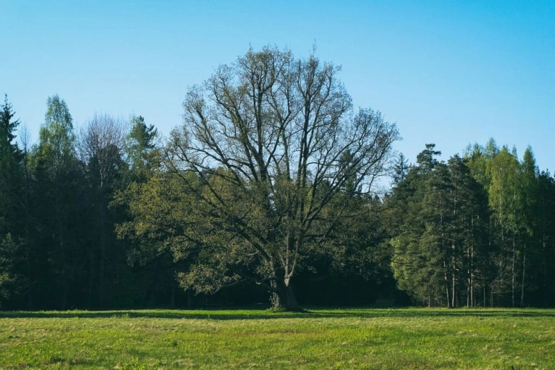 Из Питера на выходные: Павловск