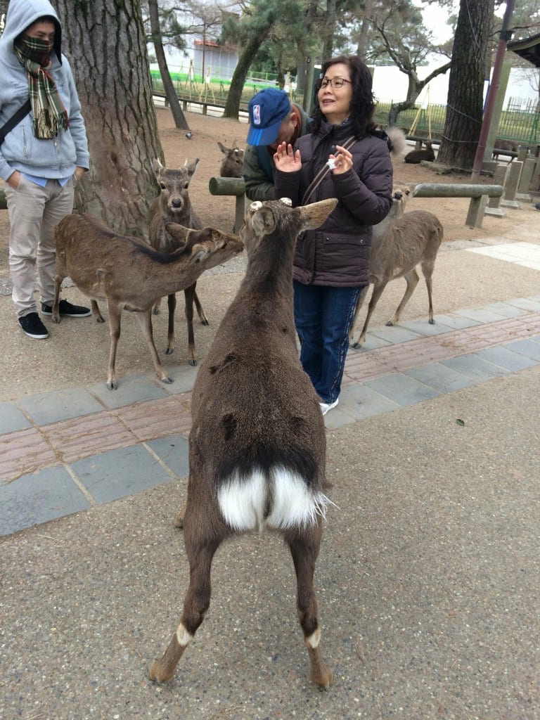 Агрессивные олени