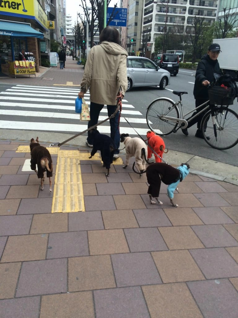 Собакозаводчик