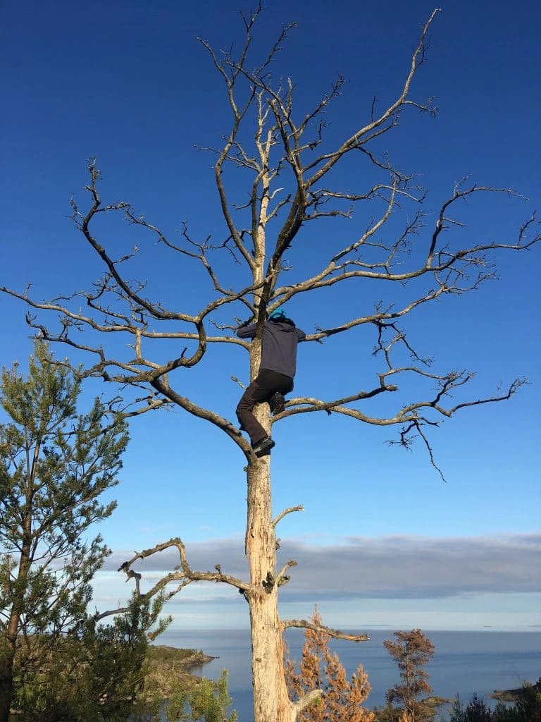 Ласточка в Сортавала