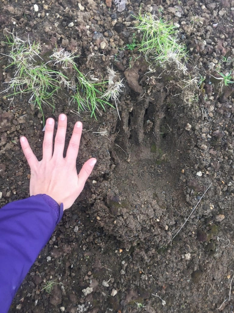 Медвежьи следы 