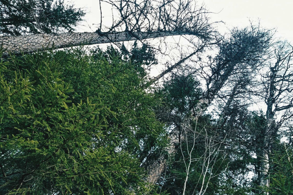 Линдуловская лиственничная роща