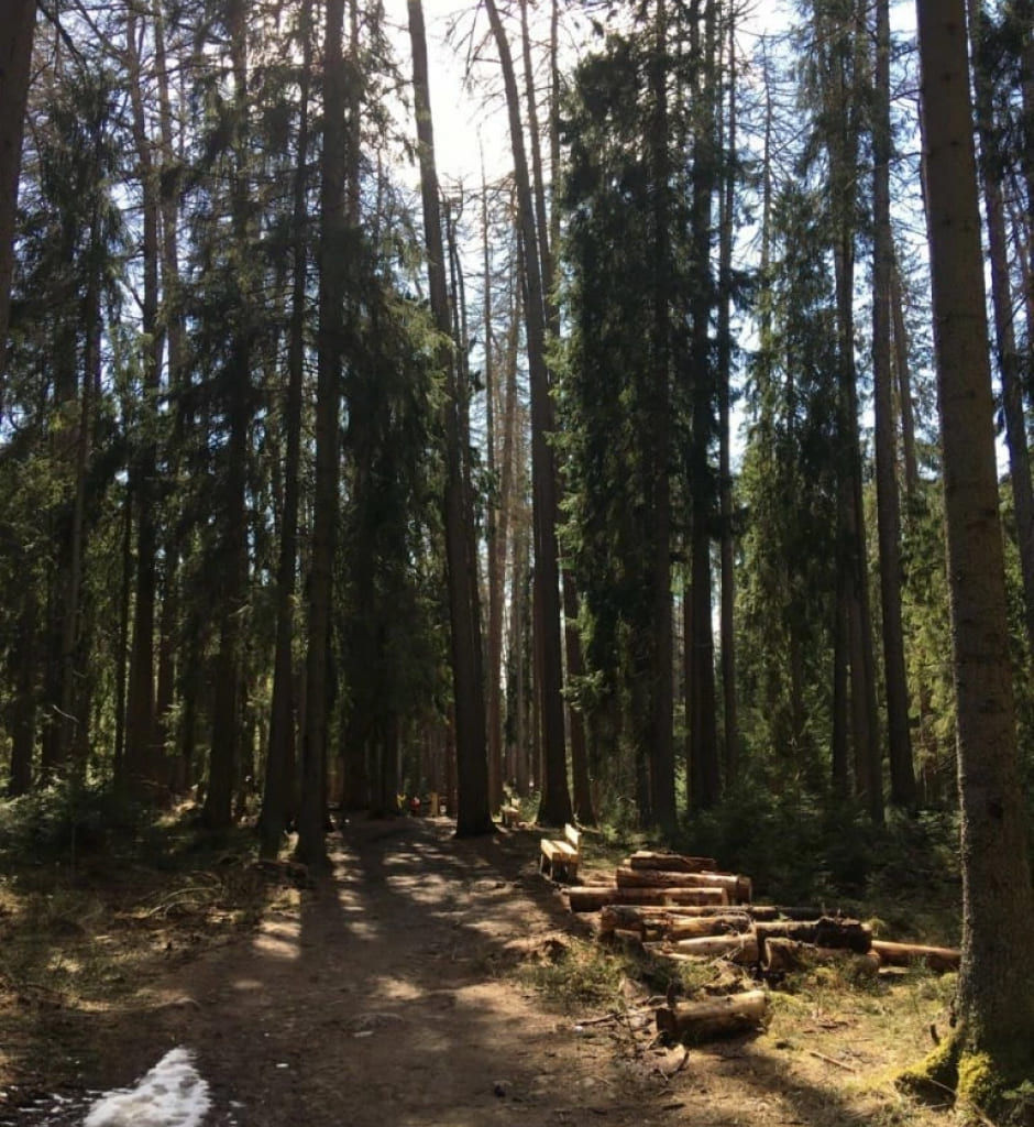 Лиственница