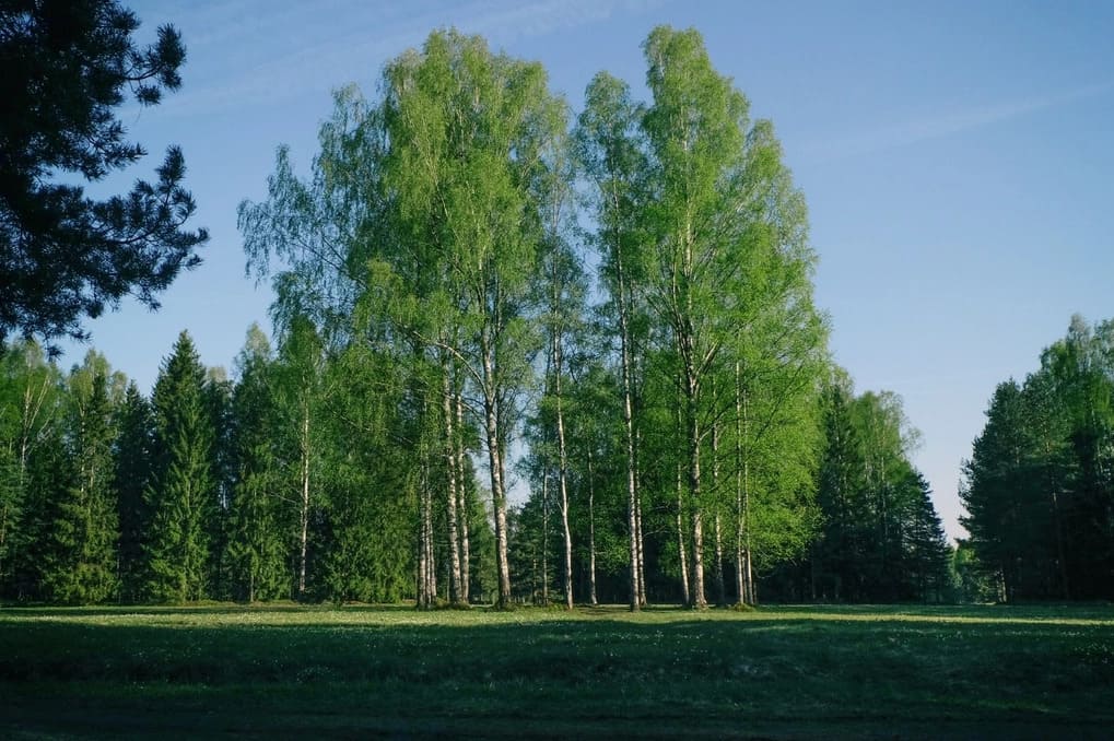 Аллея Аллея
