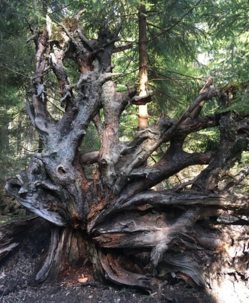 Вывернутый корень