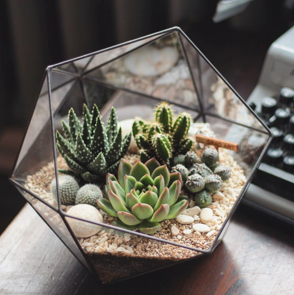 Домашнее растение Домашнее растение