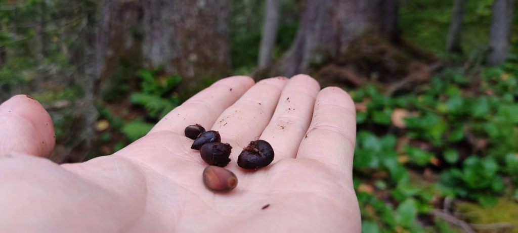 Кедровые орешки