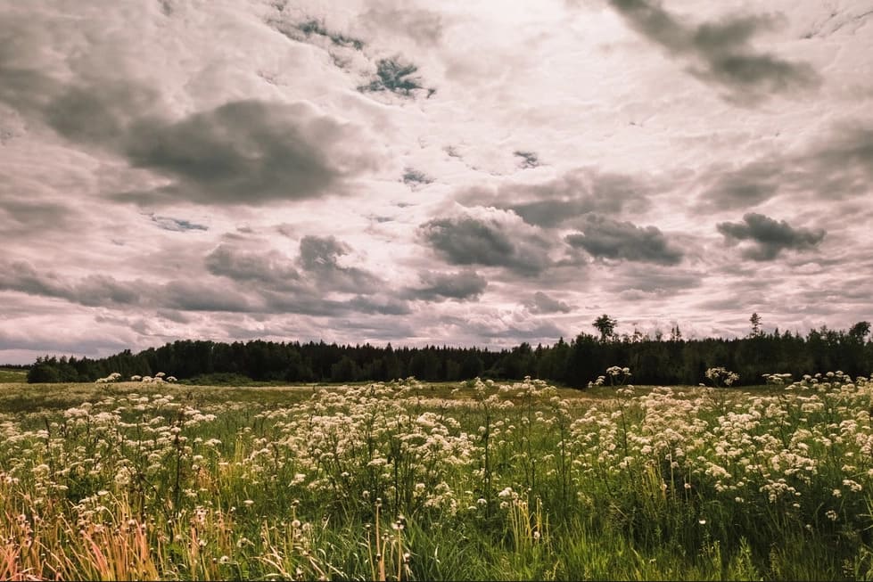 Ольховый Холм