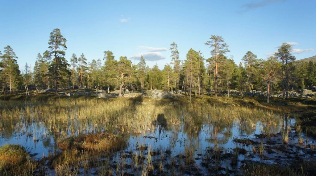 Скандинавия