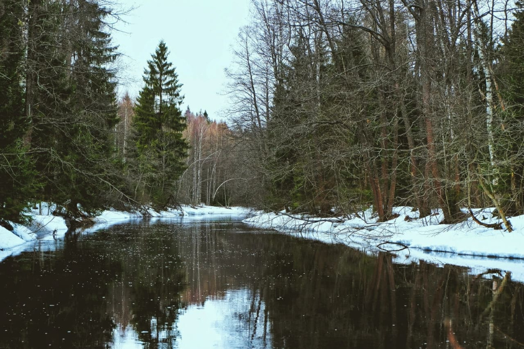 Заповедная роща