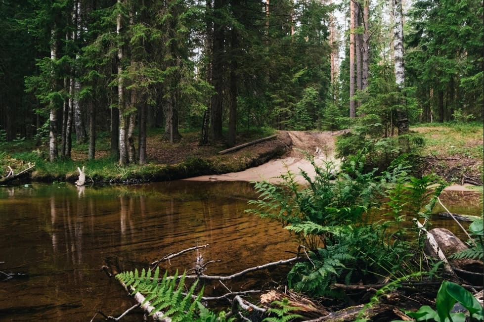 Малые Коркомяки