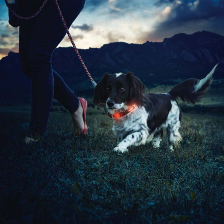 Светодиодный ошейник Nite Dawg